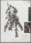 Foto von Salix repens subsp. repens L.